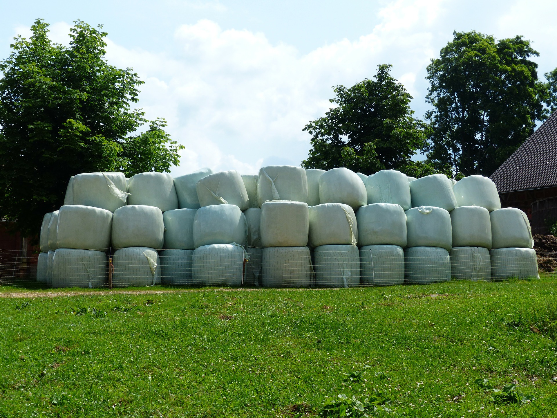 Culture De Maïs Tout Savoir Sur Les Variétés Et Lensilage Un Blog